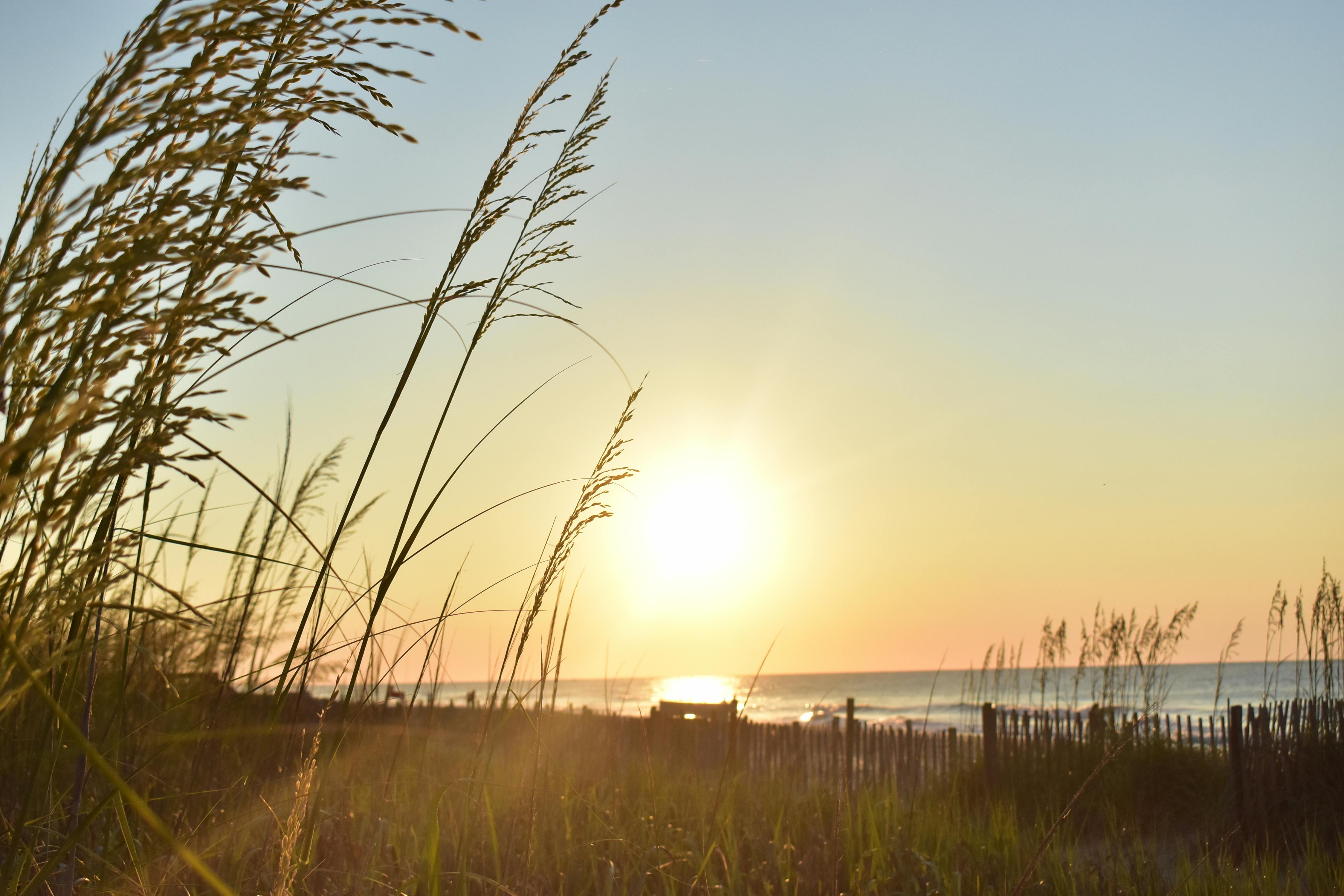 Golden hour on the Georgia coast with sea oats swaying in the breeze